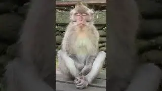 Broken Heart Monkey