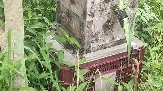「日本蜜蜂入居後13日目｜Day 13 After Japanese Honeybees Moved In」