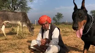 The Doberman of Royal Soldier Movie.  Morning with Dog and cows in Jungle
