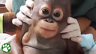 Brave baby orangutan's incredible recovery