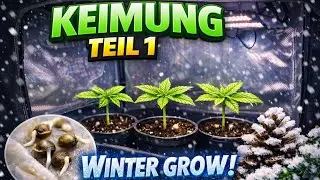Winter Grow - Keimung 🌱 erster Grow im Zelt ⛺️ Teil 1