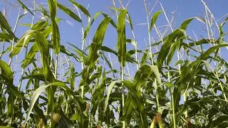 Record-breaking US corn yield expected to impact farmer profits amid rising costs