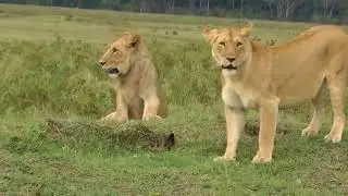4 Lion Vs Mongoose