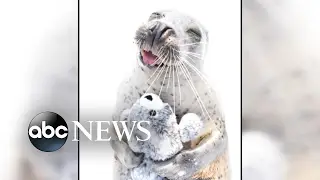 Seal falls in love with stuffed animal seal