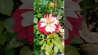Enjoy beautiful nature with rural life#youtubeshorts