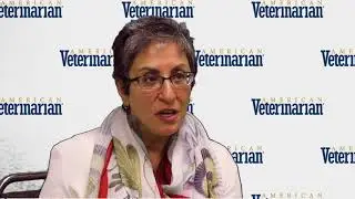 Are Risks Higher for Cats Undergoing Anesthesia?
