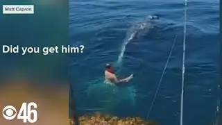 California fisherman rescues whale caught in lobster trap