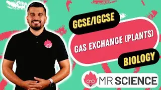 Gas Exchange in Plants | IGCSE Biology | GCSE Biology in 4K | Mr Science