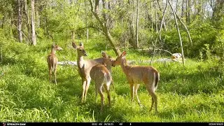Forest Clearing Site 2 Trail Cam Footage (Deer, Raccoons, Birds, Insect, Etc.)