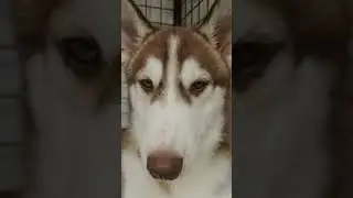 Henlo Thor the Husky