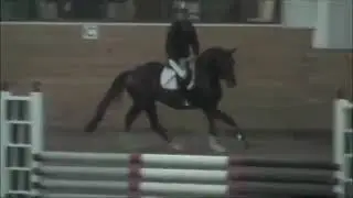 Furst Impression stallion