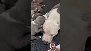 Mumbles' New Game: Bite Mum's Ears| Blue Staffy Puppy