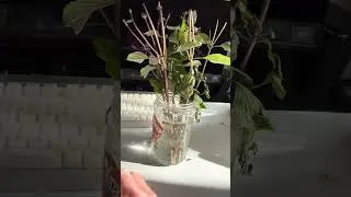 Teacher Albert's Garden: Basil Cuttings Root In Water