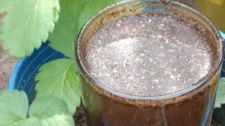 ACHHI GROTH,🌱KE  LIYA🍓STRAWBERRY PLANTS NEES 🤗EXTRA ENERGY😃 DRINK #gardening #strawberry #trending