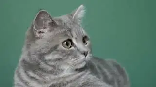scottish straight cat on a green screen 4K footage