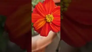 Good morning 🙏 🌄  #ytshorts #flowers #trending