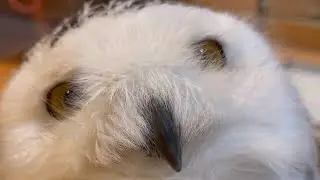 #169 My Snowy Owl says `Welcome Home' おかえりと言ってくれるシロフクロウ【Minty the Snowy Owl】【シロフクロウのミンティ】