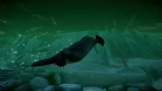 Platypus | Planet Zoo Animals
