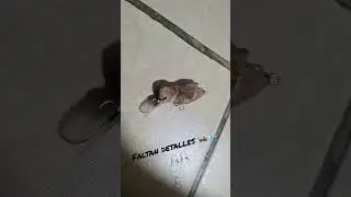 Se&ntilde;uelo de grillo casero