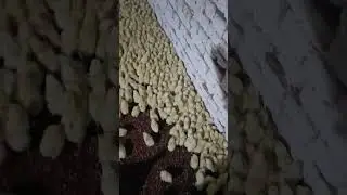 04 Days Old Borlier Chicks #catvideos #cat #lovebirds #cow #dog  #birds #youtubeshorts #shorts