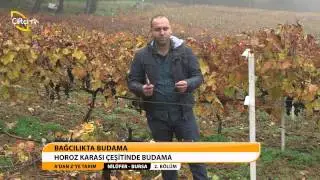 horoz antep karası budaması.avi