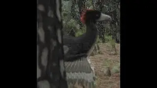 Ancient Earth - Anchiornis huxleyi