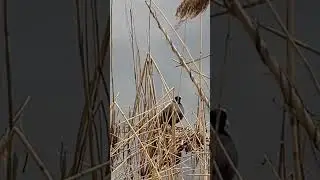 Лысуха в гнезде