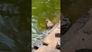 #monkeyangkor bathing with baby