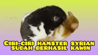 CIRI-CIRI HAMSTER SYRIAN SUDAH MAU KAWIN | Satu kali kawin langsung jadi