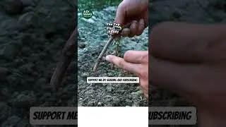 Grow Plants from Cuttings the Right Way #garden #transplants #shorts #uk #australia #canada