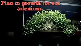 Plan to growth for our adenium.