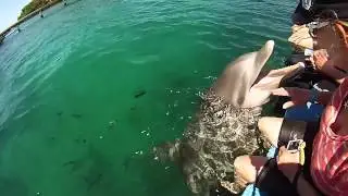 AKR dolphin dive