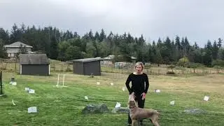 Brynn AKC RAV-3 Advanced