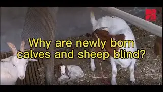 Why are newly born calves and sheep blind？