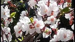 Unbelievable !! Apricot blossoms in a desert village....Wakan village in Oman.