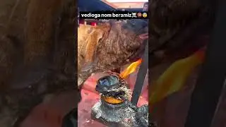 What the hell is this goat doing 😮