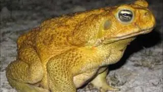 Keali'i Reichel - Toad Song