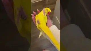I Caught A Talking Banana 😲🐥😍