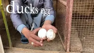 Duck eggs big ducks egg