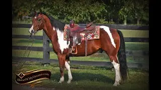 Rambo-APHA Bay Tobiano Gelding Great for the whole family!