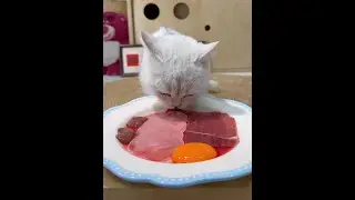 Pet lovers who understands