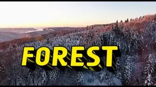 FOREST.VITALITY.RELAXING MUSIC 🎵🎶