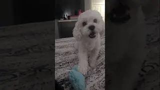Dog loves to play fetch all day #fetch #dogfetch #happydog