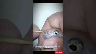 Tiny Fish Hatch from Mother&rsquo;s Mouth #sea #animals #fish