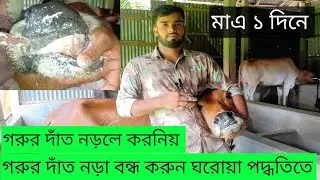 গরুর দাঁত নড়লে করনিয় | গরুর দাঁত নড়া বন্ধ করুন ঘরোয়া পদ্ধতিতে। 