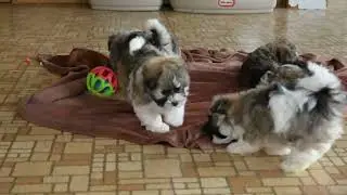 Havanese Puppies For Sale