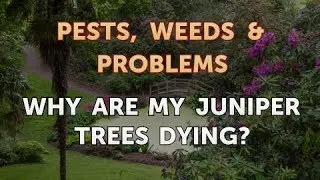 Why Are My Juniper Trees Dying?