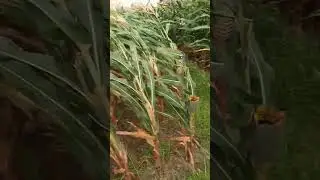 Pest management in maize, protection from bird damage #agriculture #maizefarming