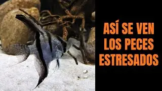 Reconoce el estrés en tus peces...antes de que los dañe | Lista De Señales Al Final