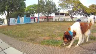 Racing Drone Camera Foxeer Legend 2 UHD on the hand - clip Cat and Dog 4K